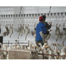 Duck and Goose Slaughte Equipment for Poultry Slaughter House